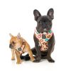 Go Nuts - Arnés petral para perros - vista 3