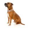 LL Cool Jaw$ - Collar para perros LL Cool Jaw$ - Collar para perros - vista 2