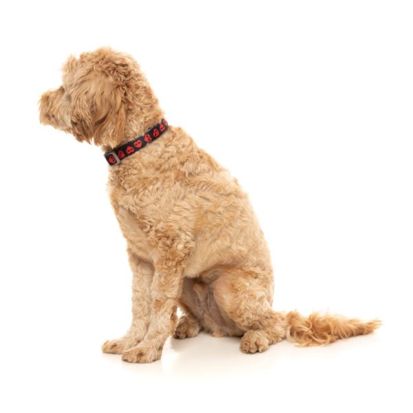 Heartbreaker - Collar para perros - vista 2