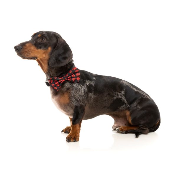 Heartbreaker - Pajarita para perros y gatos - vista 2
