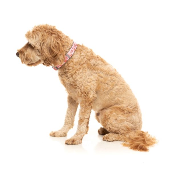 Hey There Sweetie - Collar para perros - vista 2