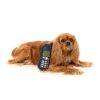 Nokidog - Juguete para perros - vista 2