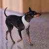 Sandstone - Arnés petral de algodón FY Life - vista 3