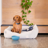 Zorro French Blue - Juguete para perros FuzzYard Life - vista 3
