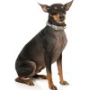 Go Banana - Collar para perros - vista 2
