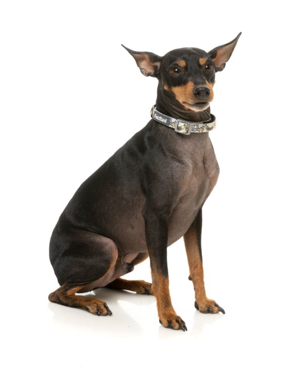 Go Banana - Collar para perros - vista 2