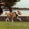 Black - Arnés GO FY Active para perros - vista 3