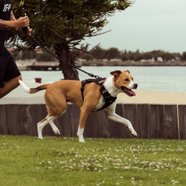 Black - Arnés GO FY Active para perros - vista 3
