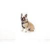 Black - Arnés Strap FY Active para perros Black - Arnés Strap FY Active para perros - vista 2