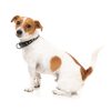 Black - Collar para perros FY Active - vista 2