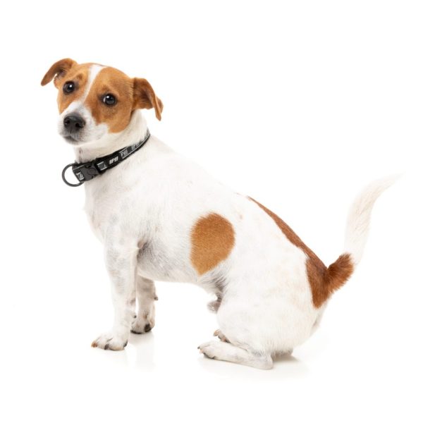 Black - Collar para perros FY Active - vista 2