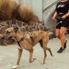 Black - Correa para perros FY Active - vista 3
