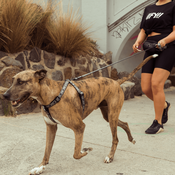 Black - Correa para perros FY Active - vista 3