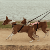 Correa separador en dos para perros FY Active - vista 3