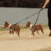 Correa separador en dos para perros FY Active - vista 2