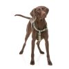 Khaki - Arnés Strap FY Active para perros Khaki - Arnés Strap FY Active para perros - vista 2