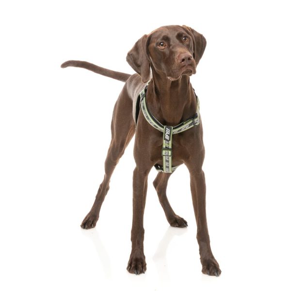 Khaki - Arnés Strap FY Active para perros Khaki - Arnés Strap FY Active para perros - vista 2
