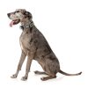 Khaki - Collar para perros FY Active - vista 2