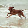 Khaki - Collar para perros FY Active - vista 3