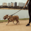 Khaki - Correa para perros FY Active - vista 3