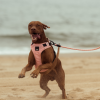 Peach - Arnés GO FY Active para perros Peach - Arnés GO FY Active para perros - vista 3