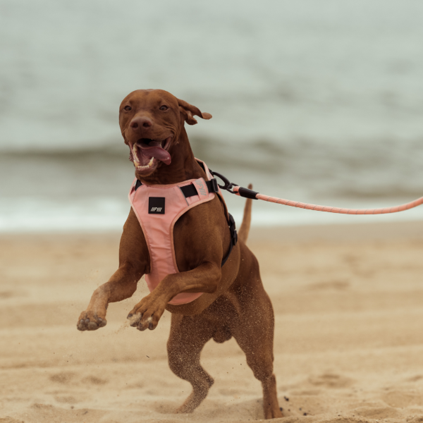 Peach - Arnés GO FY Active para perros Peach - Arnés GO FY Active para perros - vista 3