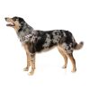 Peach - Arnés Strap FY Active para perros Peach - Arnés Strap FY Active para perros - vista 2