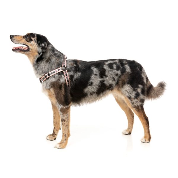 Peach - Arnés Strap FY Active para perros Peach - Arnés Strap FY Active para perros - vista 2