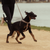 Peach - Arnés Strap FY Active para perros Peach - Arnés Strap FY Active para perros - vista 3