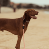 Peach - Collar para perros FY Active - vista 3