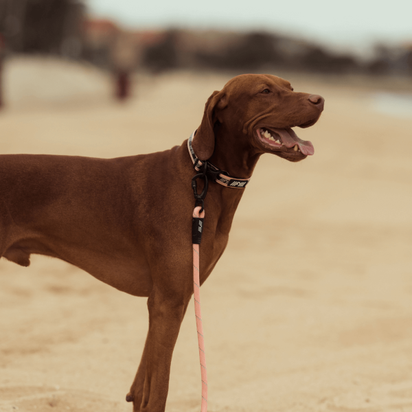 Peach - Collar para perros FY Active - vista 3