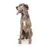 Peach - Collar para perros FY Active - vista 2
