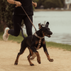 Peach - Correa para perros FY Active - vista 3
