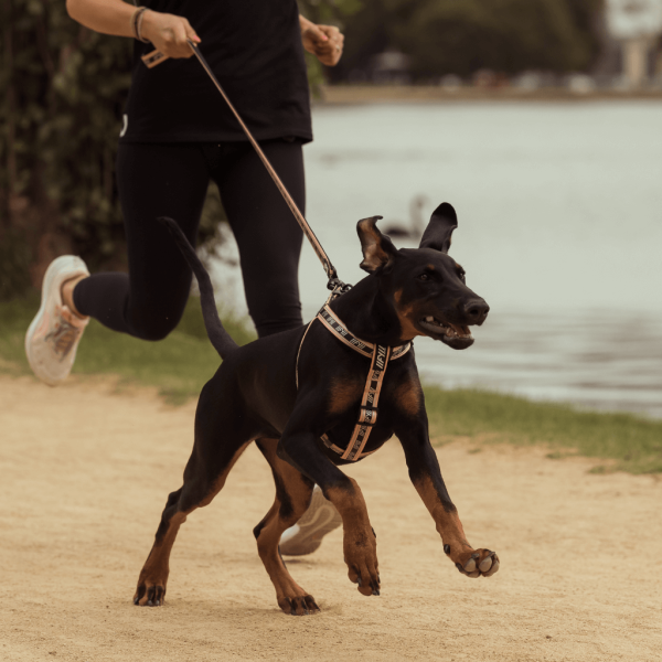Peach - Correa para perros FY Active - vista 3