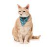 Aqua - Pack fashion para gatos - vista 2