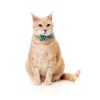 Aqua - Pack fashion para gatos - vista 3