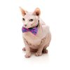 Bubblegum - Pack fashion para gatos - vista 3