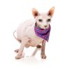 Bubblegum - Pack fashion para gatos - vista 2