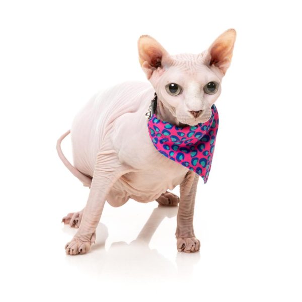 Bubblegum - Pack fashion para gatos - vista 2