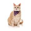 Caturday night Fever - Pack fashion para gatos - vista 2