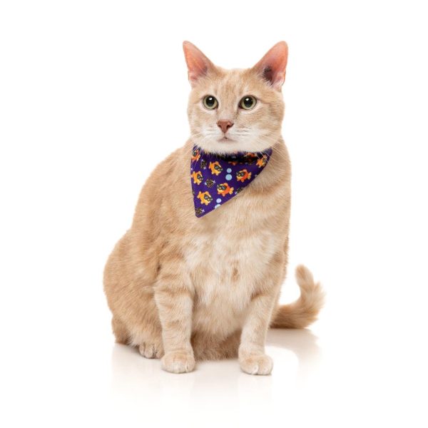 Caturday night Fever - Pack fashion para gatos - vista 2