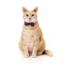 Caturday night Fever - Pack fashion para gatos - vista 3