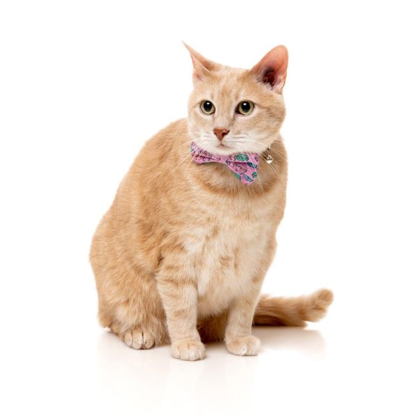Meowcarons - Pack fashion para gatos - vista 3