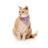 Meowcarons - Pack fashion para gatos - vista 2