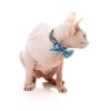 Soy Sauce fish - Pack fashion para gatos - vista 3