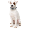 Bubblegum Burst - Collar para perros - vista 2