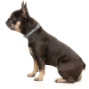 Fitzroy - Collar para perros - vista 3
