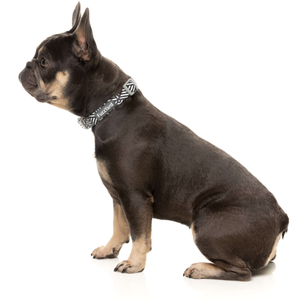 Fitzroy - Collar para perros - vista 3