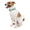 Mint Fizz - Collar para perros - vista 2