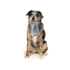 Rack Off Rat The Yeetz - Juguete para perros - vista 3